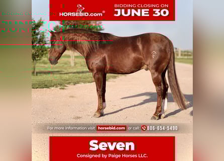 American Quarter Horse, Wałach, 5 lat, 147 cm, Cisawa