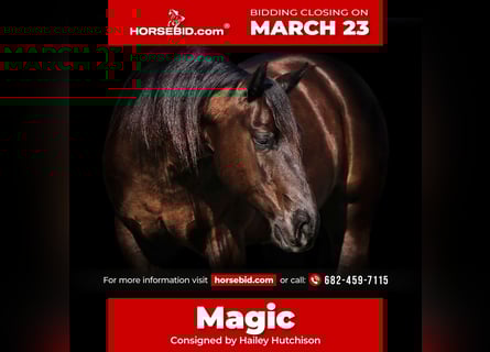 American Quarter Horse, Wałach, 5 lat, 147 cm, Gniada