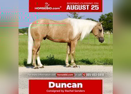 American Quarter Horse, Wałach, 5 lat, 147 cm, Izabelowata