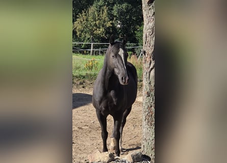 American Quarter Horse, Wałach, 5 lat, 147 cm, Kara