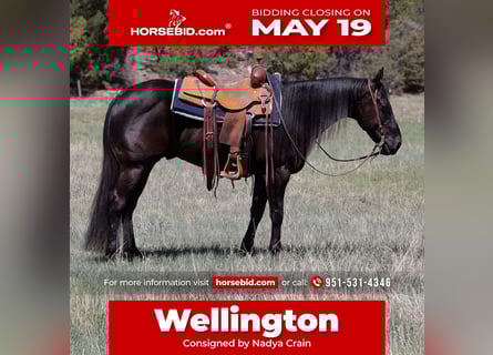 American Quarter Horse, Wałach, 5 lat, 147 cm, Kara