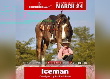 American Quarter Horse, Wałach, 5 lat, 147 cm