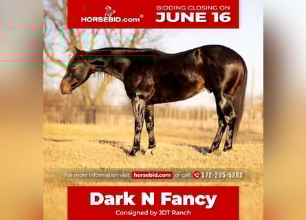American Quarter Horse, Wałach, 5 lat, 150 cm, Gniada