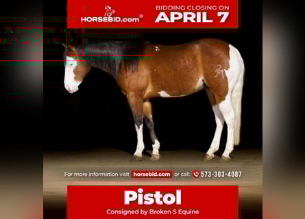 American Quarter Horse, Wałach, 5 lat, 150 cm, Gniada