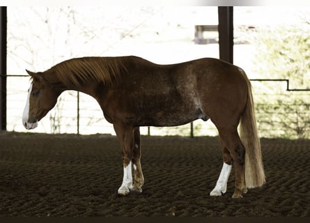 American Quarter Horse, Wałach, 5 lat, 150 cm, Kasztanowatodereszowata
