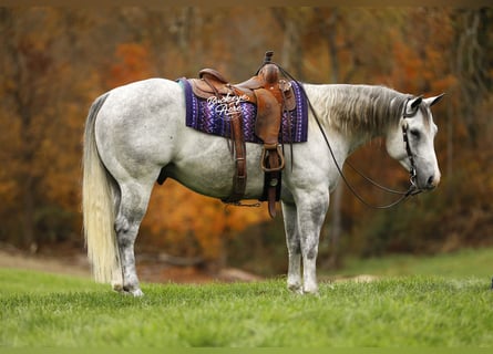 American Quarter Horse, Wałach, 5 lat, 150 cm, Siwa jabłkowita