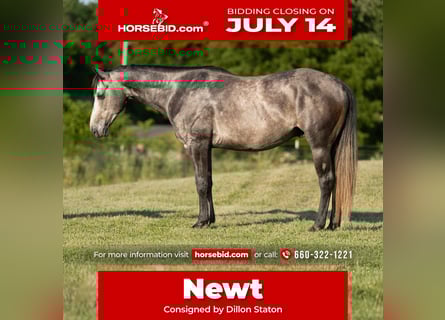 American Quarter Horse, Wałach, 5 lat, 150 cm, Siwa