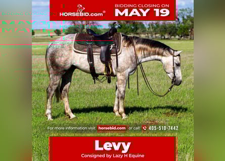 American Quarter Horse, Wałach, 5 lat, 150 cm, Siwa