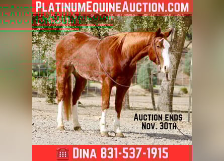 American Quarter Horse, Wałach, 5 lat, 152 cm, Ciemnokasztanowata