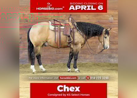 American Quarter Horse, Wałach, 5 lat, 152 cm, Jelenia