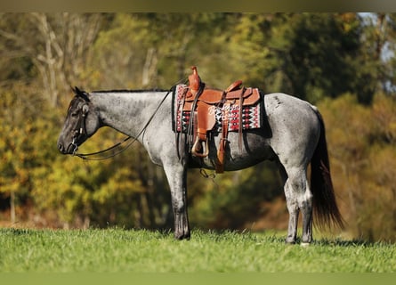 American Quarter Horse Mix, Wałach, 5 lat, 152 cm, Karodereszowata