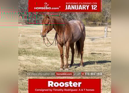 American Quarter Horse, Wałach, 5 lat, 152 cm, Kasztanowatodereszowata