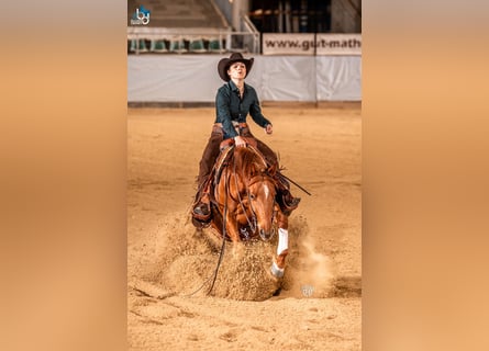 American Quarter Horse, Wałach, 5 lat, 153 cm, Kasztanowata