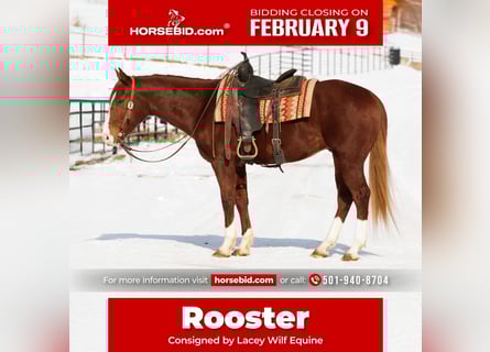 American Quarter Horse, Wałach, 5 lat, 155 cm, Cisawa