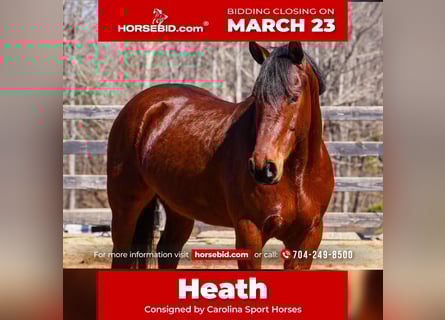 American Quarter Horse Mix, Wałach, 5 lat, 155 cm, Gniada