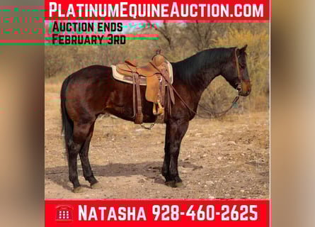 American Quarter Horse, Wałach, 5 lat, 155 cm, Gniada