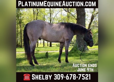 American Quarter Horse, Wałach, 5 lat, 155 cm, Grullo