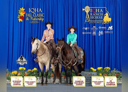 American Quarter Horse, Wałach, 5 lat, 155 cm, Jelenia