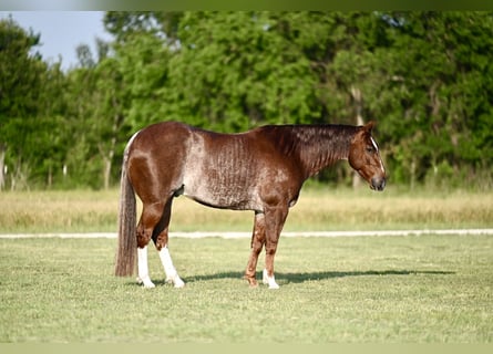 American Quarter Horse, Wałach, 5 lat, 155 cm, Kasztanowatodereszowata