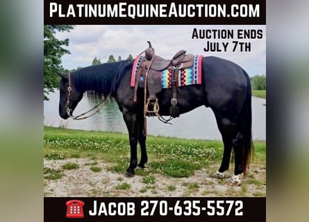 American Quarter Horse, Wałach, 5 lat, 157 cm, Kara