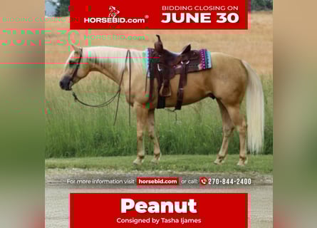 American Quarter Horse, Wałach, 5 lat, 160 cm, Izabelowata