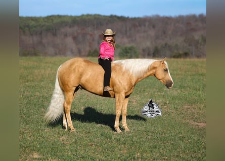 American Quarter Horse, Wałach, 5 lat, 160 cm, Izabelowata