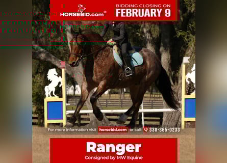 American Quarter Horse Mix, Wałach, 5 lat, 163 cm