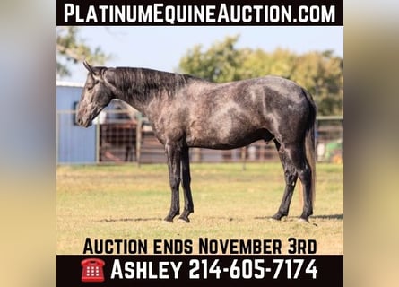 American Quarter Horse, Wałach, 5 lat, 165 cm, Siwa
