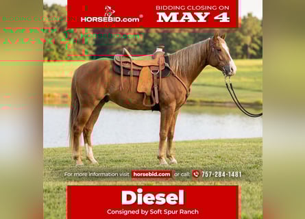 American Quarter Horse, Wałach, 5 lat, Ciemnokasztanowata