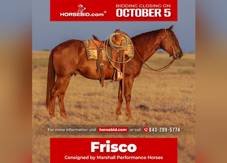 American Quarter Horse, Wałach, 5 lat, Cisawa