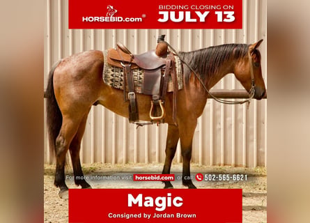 American Quarter Horse, Wałach, 5 lat, Gniadodereszowata