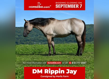 American Quarter Horse, Wałach, 5 lat, Grullo