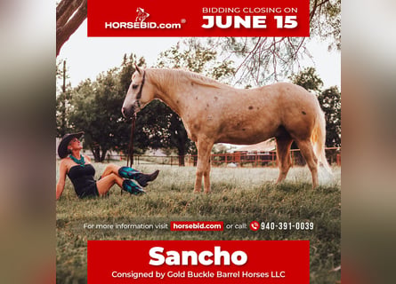 American Quarter Horse, Wałach, 5 lat, Izabelowata