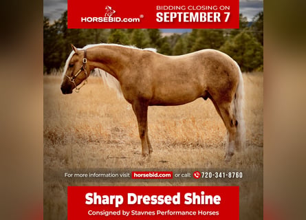 American Quarter Horse, Wałach, 5 lat, Izabelowata