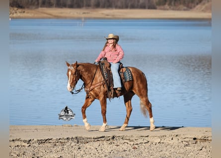 American Quarter Horse, Wałach, 5 lat, Izabelowata