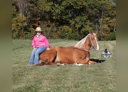 American Quarter Horse, Wałach, 5 lat, Izabelowata