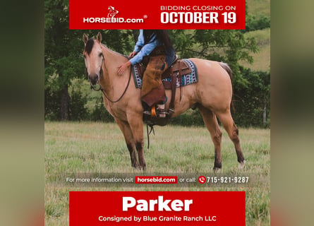 American Quarter Horse, Wałach, 5 lat, Jelenia