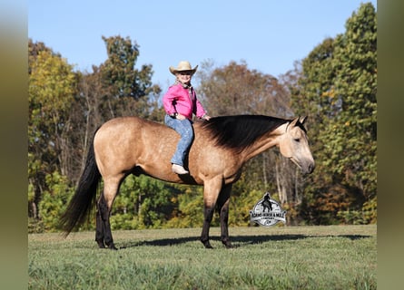 American Quarter Horse, Wałach, 5 lat, Jelenia