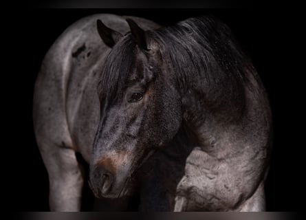 American Quarter Horse, Wałach, 5 lat, Karodereszowata