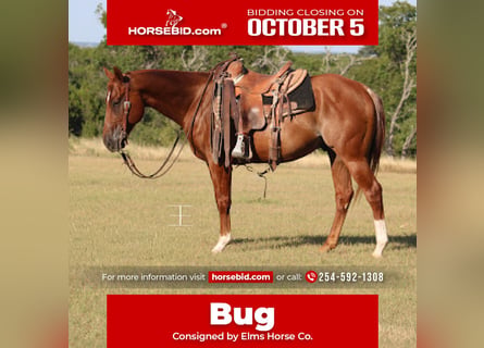 American Quarter Horse, Wałach, 5 lat, Rabicano