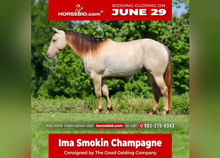 American Quarter Horse, Wałach, 5 lat, Szampańska