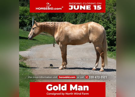 American Quarter Horse, Wałach, 5 lat, Szampańska