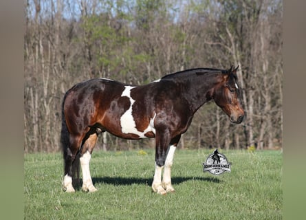 American Quarter Horse, Wałach, 5 lat, Tobiano wszelkich maści