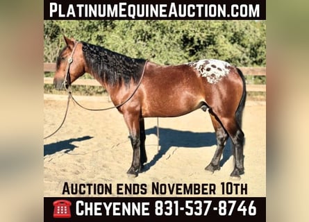 American Quarter Horse, Wałach, 6 lat, 137 cm, Gniada