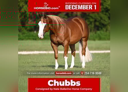 American Quarter Horse Mix, Wałach, 6 lat, 147 cm, Cisawa