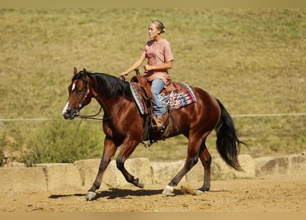American Quarter Horse, Wałach, 6 lat, 147 cm, Gniada