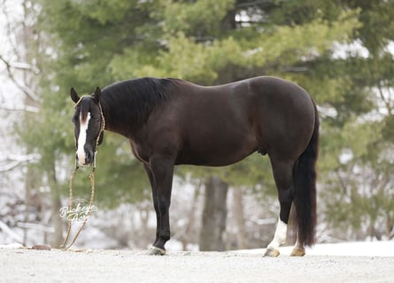 American Quarter Horse, Wałach, 6 lat, 147 cm, Kara