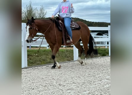 American Quarter Horse, Wałach, 6 lat, 148 cm, Gniada