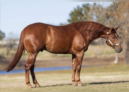 American Quarter Horse, Wałach, 6 lat, 150 cm, Cisawa