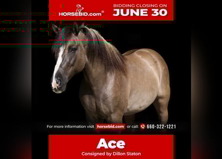 American Quarter Horse, Wałach, 6 lat, 150 cm, Grullo
